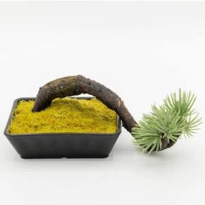 A-BONSAI A-BONSAI Mini Kengai メーカー直送 代引不可 北海道沖縄離島不可