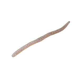 ジャッカル JACKALL ジャッカル フリックシェイク 2.8インチ スジエビ