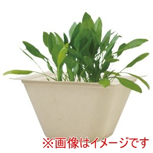 聖新陶芸 聖新陶芸 バガスグリーン サラダホウレンソウ 93233