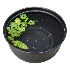 ジェックス GEX ジェックス メダカ元気 メダカのための飼育鉢 黒420 GEX